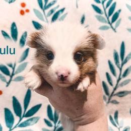 Lulu - Blue merle and white female American Corgi puppy in Fitzhugh, Oklahoma from Elmiphyr Corgis