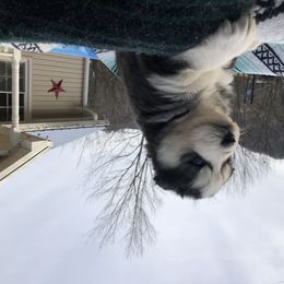 Pomsky and Siberian Husky Puppies from Cold Mountain Kennel