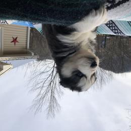 Pomsky and Siberian Husky Puppies from Cold Mountain Kennel