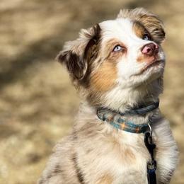 Miniature Australian Shepherds from B&M Miniature Australian Shepherds