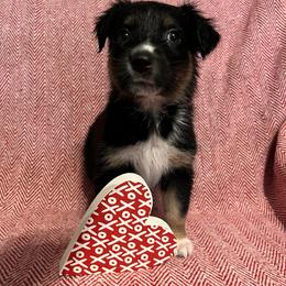 Donner - Black tri-color male Australian Shepherd puppy in Rose Hill, North Carolina from Motega Australian Shepherds