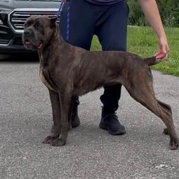 Trauma - Gray brindle female Cane Corso puppy in Hephzibah, Georgia from Bellissima Cala Cane Corso