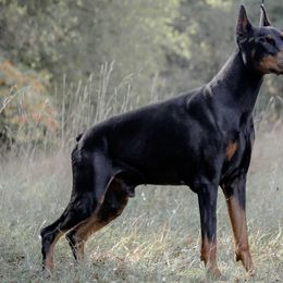 Max - Doberman Pinscher