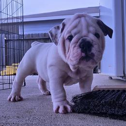 Lucky - White male Bulldog puppy in Brookshire, Texas from Daisy’s Bully Bloom