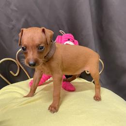 Uriel - Stag red male Miniature Pinscher puppy in Lancaster, Missouri from White Stone Ranch