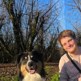 Australian Shepherd and Pomeranian All Grown Up from Willamette Valley Aussies