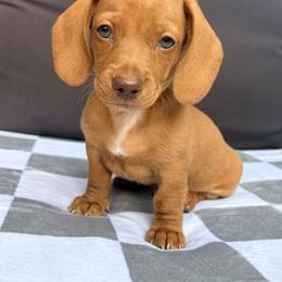 Dachshund Puppies from Alex Cartagena