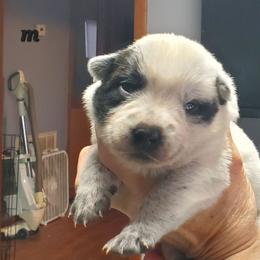 Full mask male - Blue speckled male Australian Cattle Dog puppy in Lenoir, North Carolina from Blue Coyote Ranch
