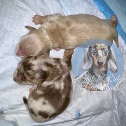 Cindy Lou - Cream female Dachshund puppy in Adamsville, Tennessee from Shiloh Ridge Dachshunds