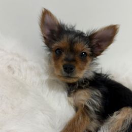 Skip - Black and gold male Yorkshire Terrier puppy in Festus, Missouri from Impeccable Pups