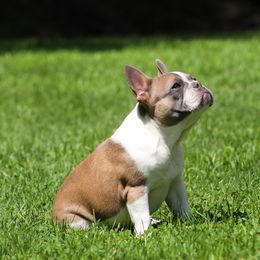 French Bulldog Puppies from Kismet French Bulldogs