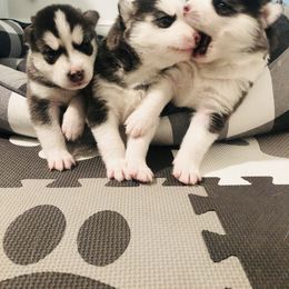 Maltese and Siberian Husky Puppies from Nyx’s Pack