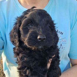 Butch - Black male Cockapoo puppy in Mena, Arkansas from Ouachita River Cockapoos