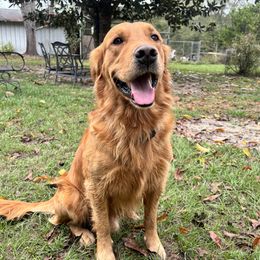 Henry - Golden Retriever