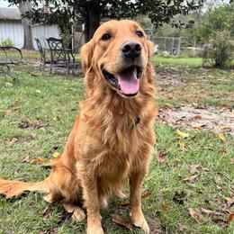Henry - Golden Retriever