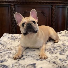 Falco - French Bulldog
