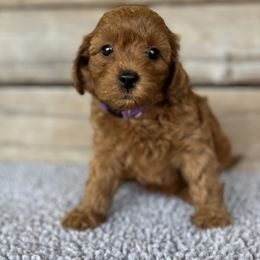 Ally - Cavapoo