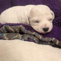 Bichon Frise Puppies from Jawoofski's Bichons