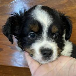 Miniature Australian Shepherds and Toy Australian Shepherds from J & J Chicot Mini/Toy Aussies