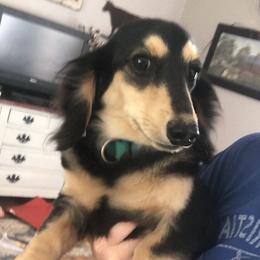 Cosmo - Dachshund