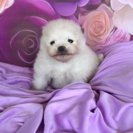 Charlie - White male Pomeranian puppy in Lyons, Georgia from Its a Poms Life Kennel