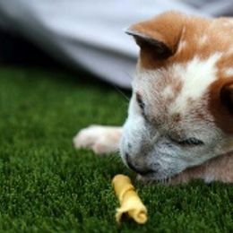 Australian Cattle Dog Puppies from RnB Cattle Dogs