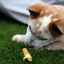 Australian Cattle Dog Puppies from RnB Cattle Dogs