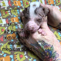 Peruvian Inca Orchid Puppies from Naked Baby’s
