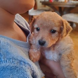 Independence - Apricot female Aussiedoodle puppy in Grants Pass, Oregon from Down Under Doodles
