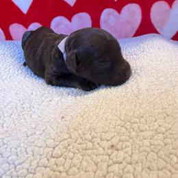 Light Purple girl - Chocolate female Australian Labradoodle puppy in Oxford, Mississippi from Stony Brook Australian Labradoodles