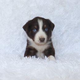 Boy 3 - Australian Shepherd puppy in Cleburne, Texas from Hudson Farm