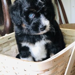 Aussiedoodle Puppies from Ohana Companions