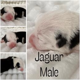 Jaguar - Black and white male American Corgi puppy in Hico, Texas from Chisholm Trail Kennels