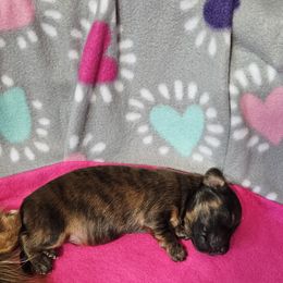 Casanova - Brindle Dachshund puppy in Sarasota County, Florida from Donna's Mini Joys