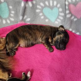 Casanova - Brindle Dachshund puppy in Sarasota County, Florida from Donna's Mini Joys