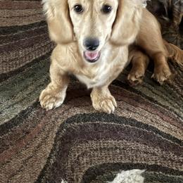 Nanook - Dachshund