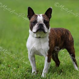 Ernest - Boston Terrier