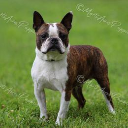 Ernest - Boston Terrier