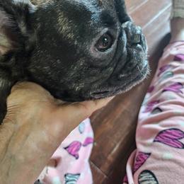 Ellie - French Bulldog