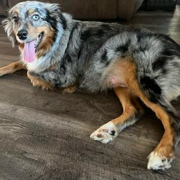 Bentli - Australian Shepherd