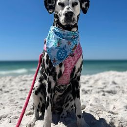 Basset Hound and Dalmatian Puppies from Lazy B Bassets and Dalmatians