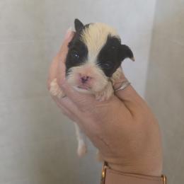 Boy 3 - Black and white male Schnoodle puppy in Galena, Illinois from Perry's doodles