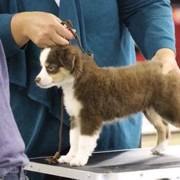 Miniature American Shepherd, Miniature Australian Shepherd, and Toy Australian Shepherd All Grown Up from Shade Tree Aussies
