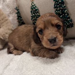 Banks - Dapple male Dachshund puppy in Sumrall, Mississippi from Huckleberry Tails