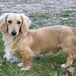 Dozer - Dachshund