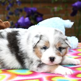 Australian Shepherd Puppies from Star Australian Shepherds
