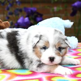 Australian Shepherd Puppies from Star Australian Shepherds