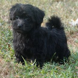 Apollo - Black male Maltipoo puppy in Lebanon, Kentucky from Mosaic Merle Doodles