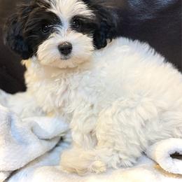 Havapoo puppies from 3 Bs Havanese-PUPPIES with  PURPOSE