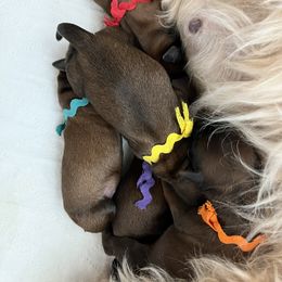 Soft Coated Wheaten Terrier Puppies from Wicklow Wheatens